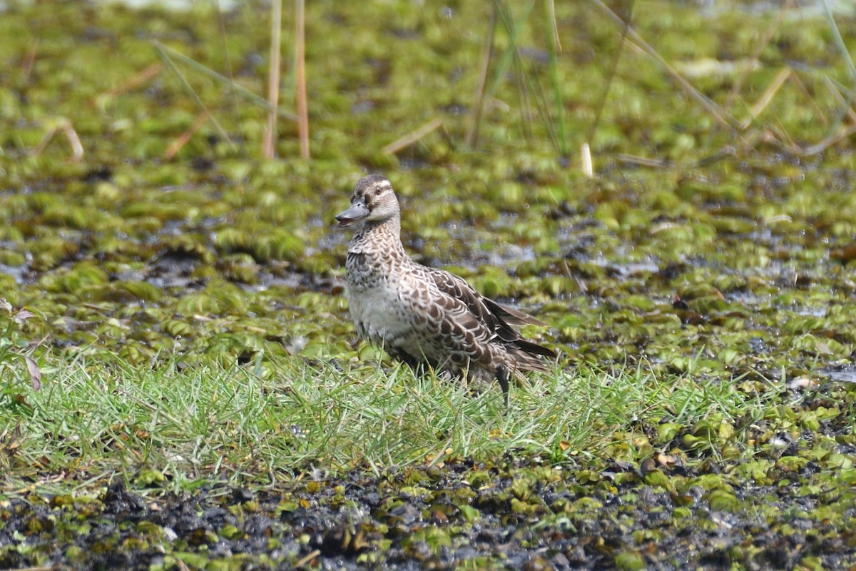 Garganey - ML507344961