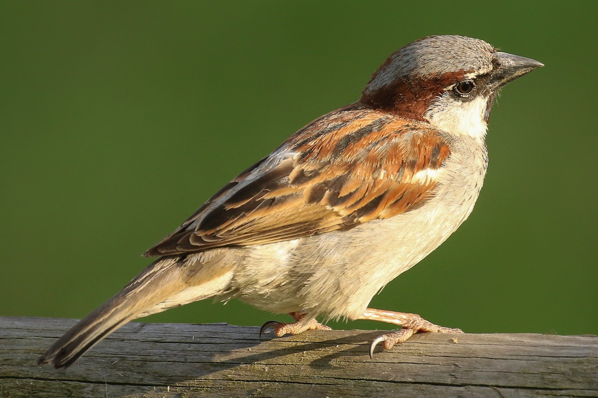 House Sparrow - ML507345701