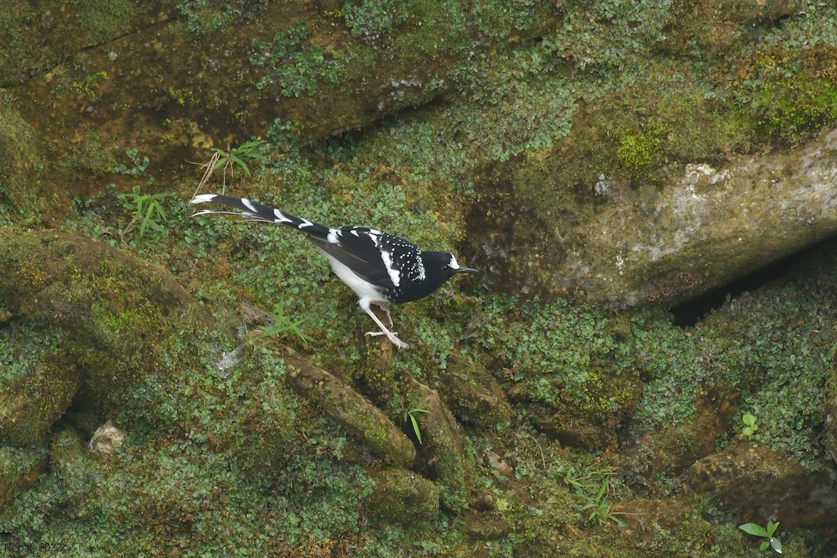 Spotted Forktail - Supaporn Teamwong