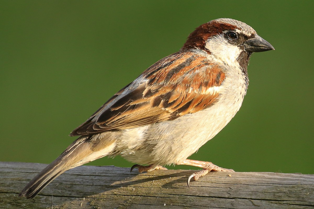 House Sparrow - ML507345881