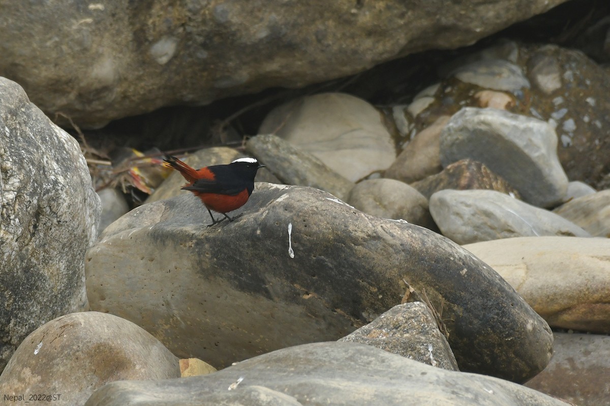 White-capped Redstart - Supaporn Teamwong