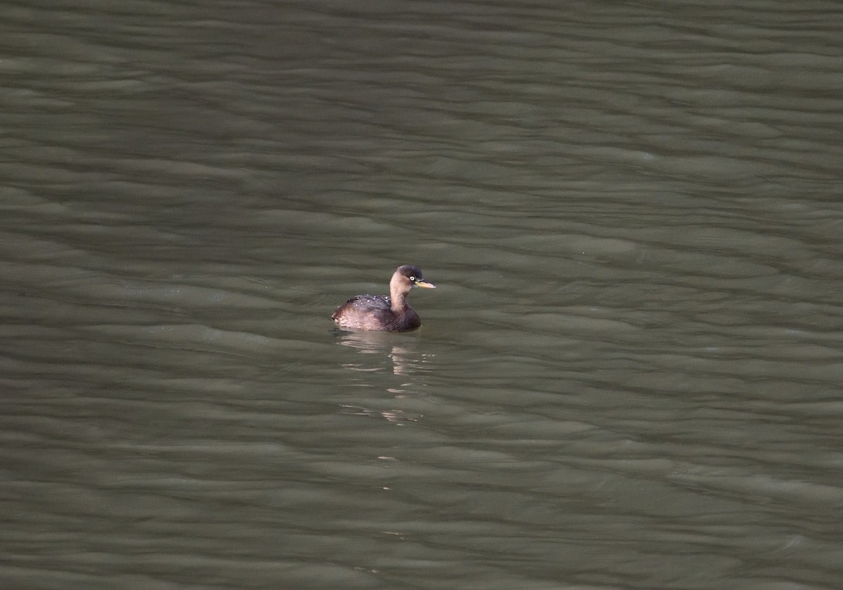 Хурган шунгуур - ML507347161