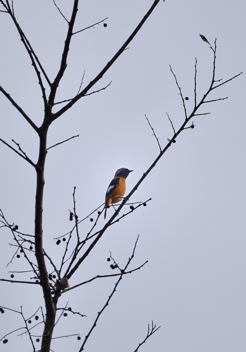 Дагуур гал сүүлт - ML507347171