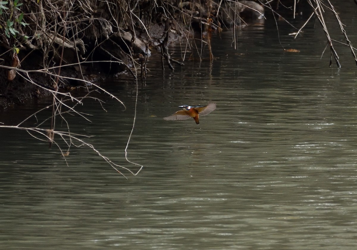 Номин шогшир - ML507347181