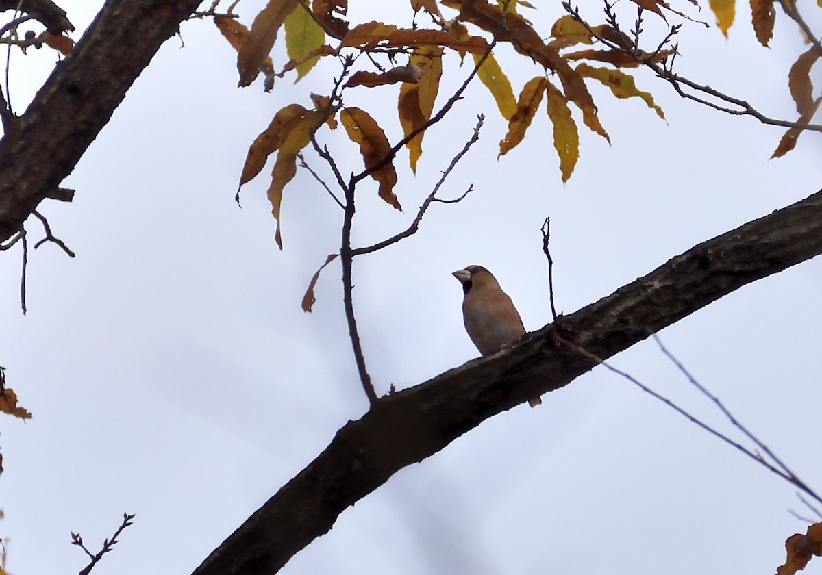 Банхар булжуухай - ML507347211