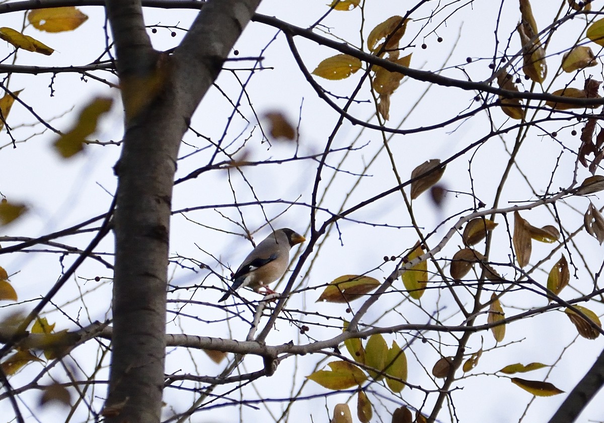 Хар духт шаршуу - ML507347231