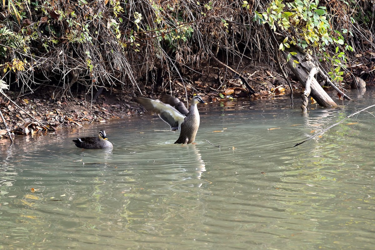 Зэрлэгшир нугас - ML507347321