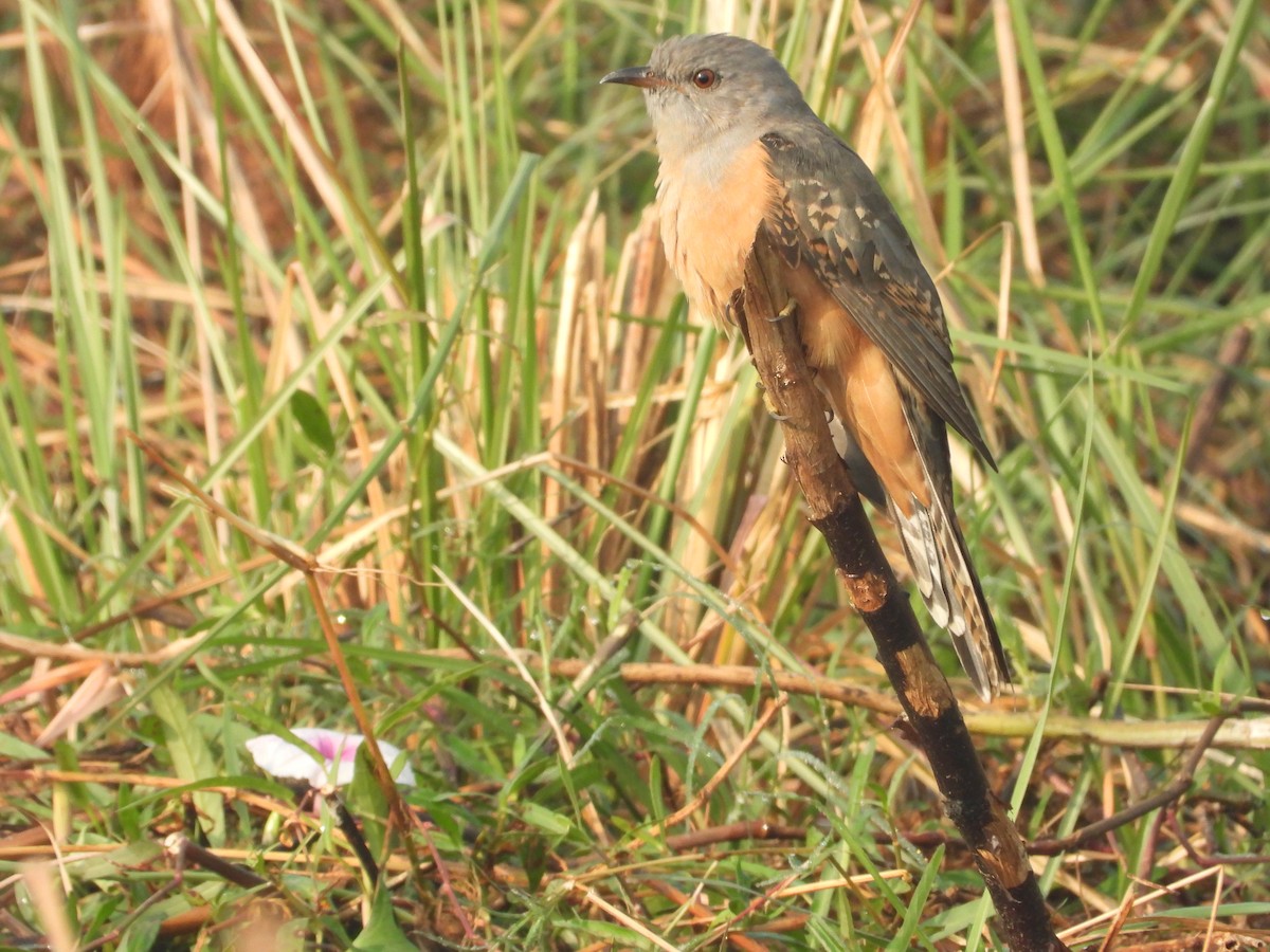 Plaintive Cuckoo - ML507348971