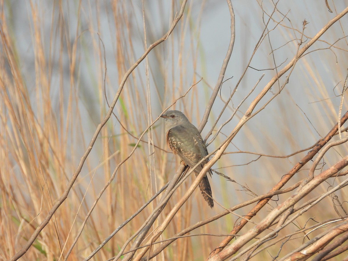 Plaintive Cuckoo - ML507348981