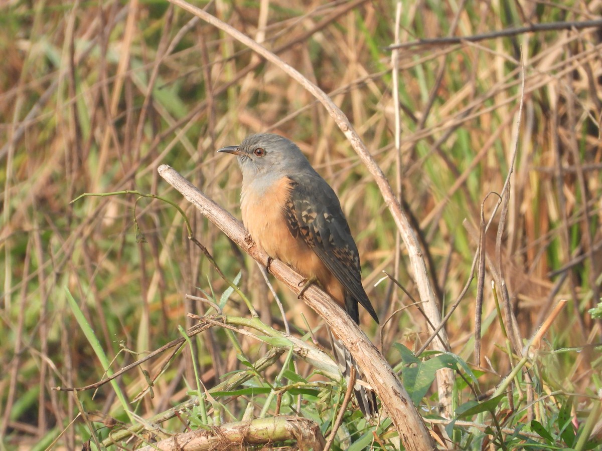 Plaintive Cuckoo - ML507348991