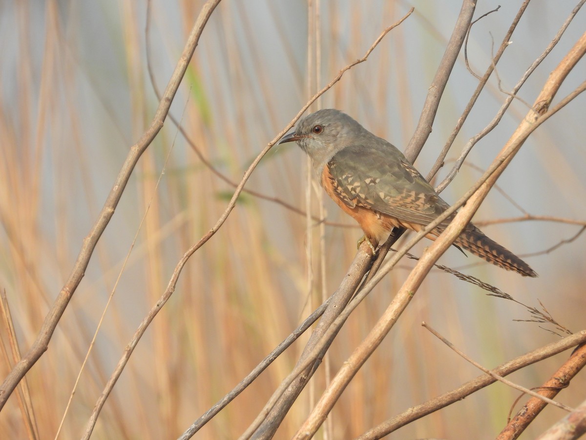 Plaintive Cuckoo - ML507349001