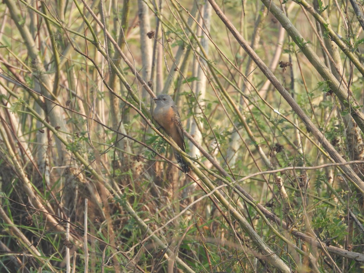 Plaintive Cuckoo - ML507349011