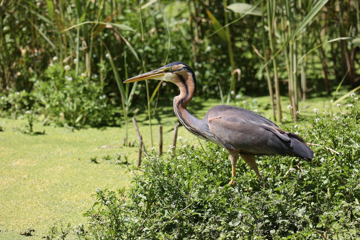 Purple Heron - ML507351521