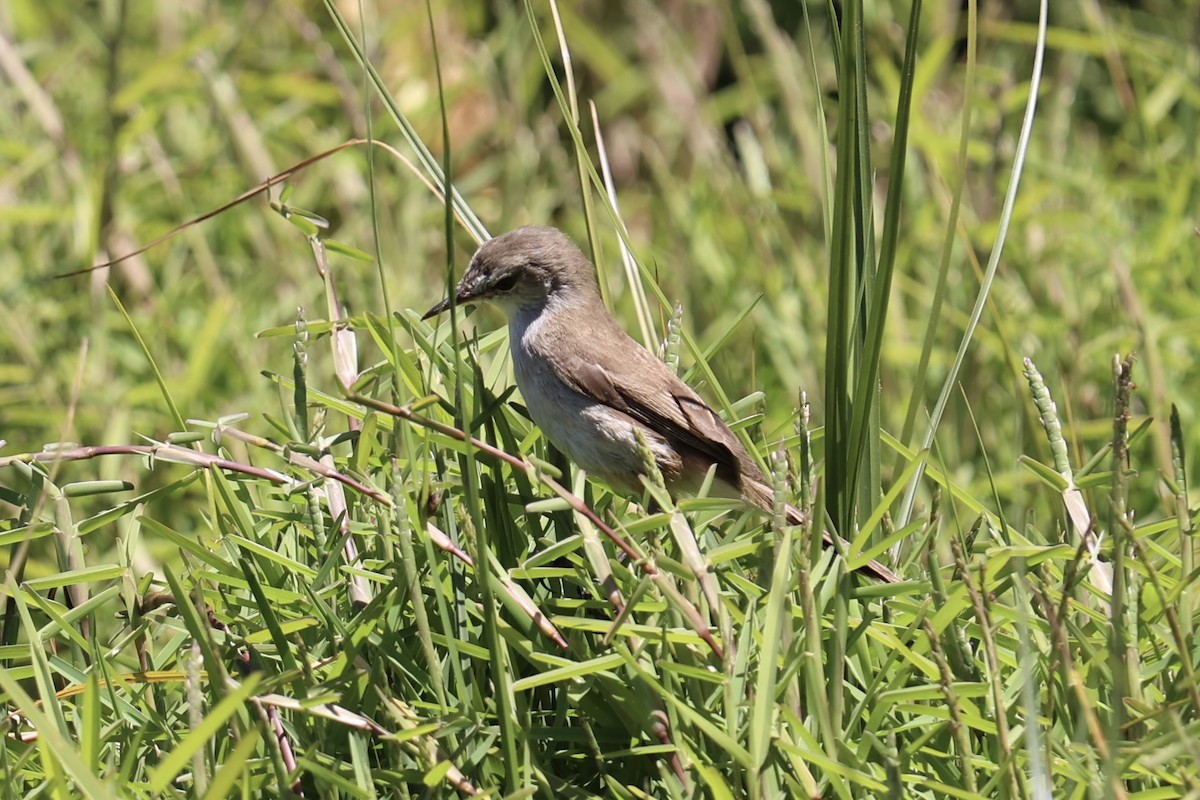 Lesser Swamp Warbler - ML507351571