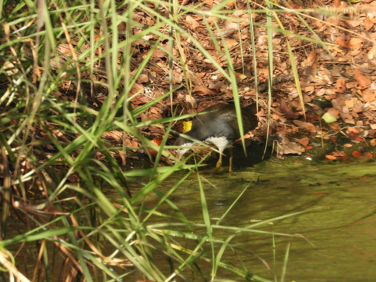 White-breasted Waterhen - ML507352981