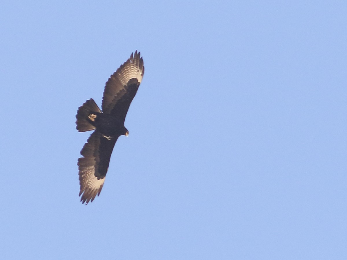 Verreaux's Eagle - ML507353401