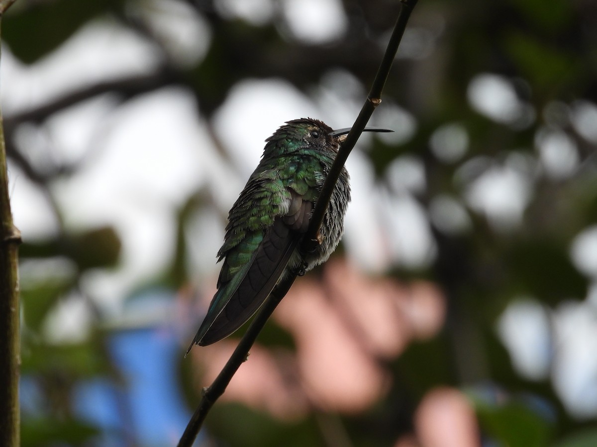 Colibrí Rutilante - ML507353511