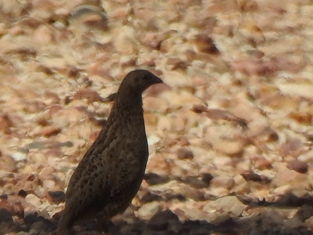 Brown Quail - ML507353521