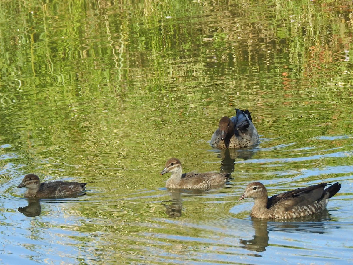 Maned Duck - ML507353631