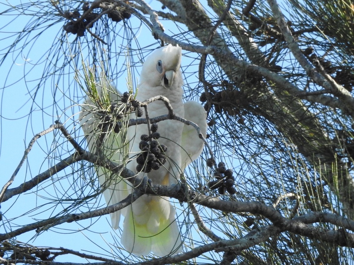 Little Corella - ML507353681