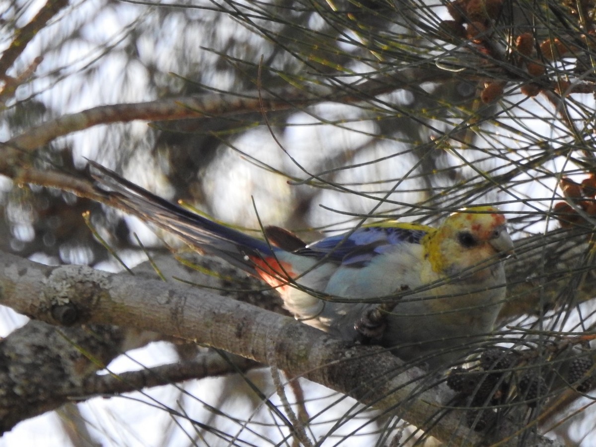Pale-headed Rosella - ML507353761
