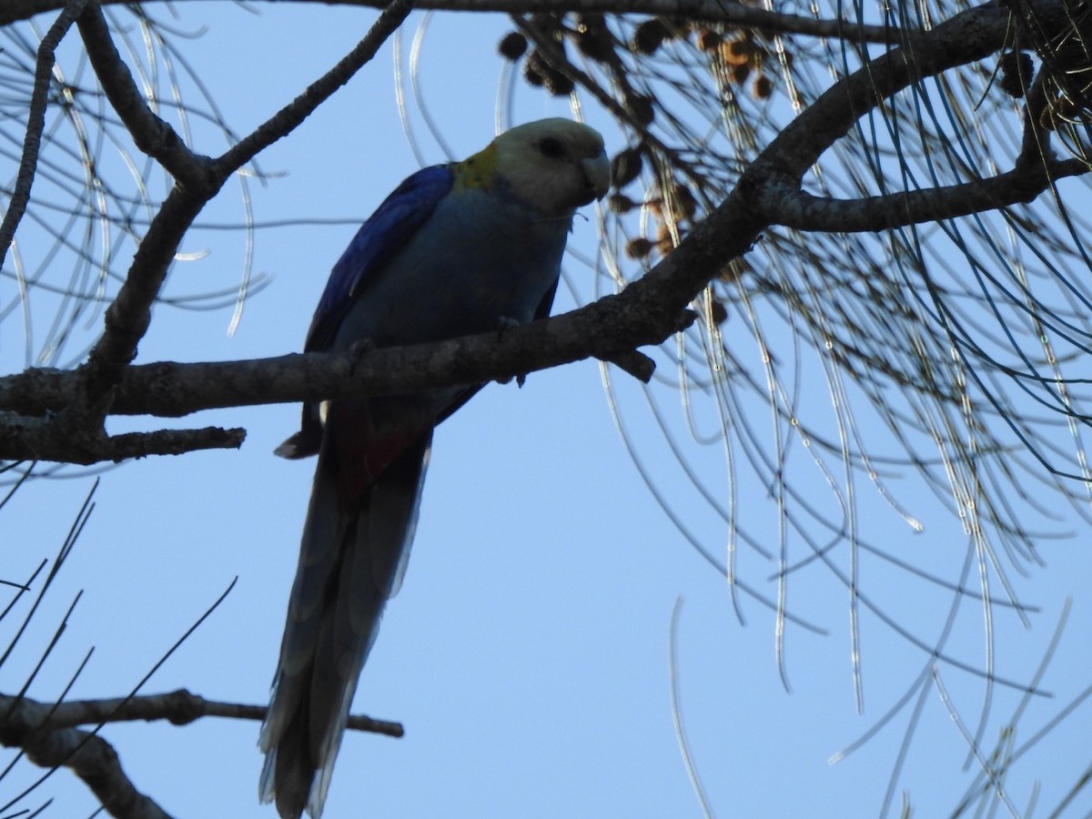 Pale-headed Rosella - ML507353771