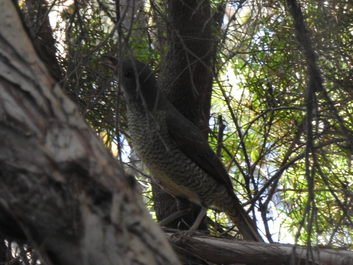 Satin Bowerbird - ML507353811
