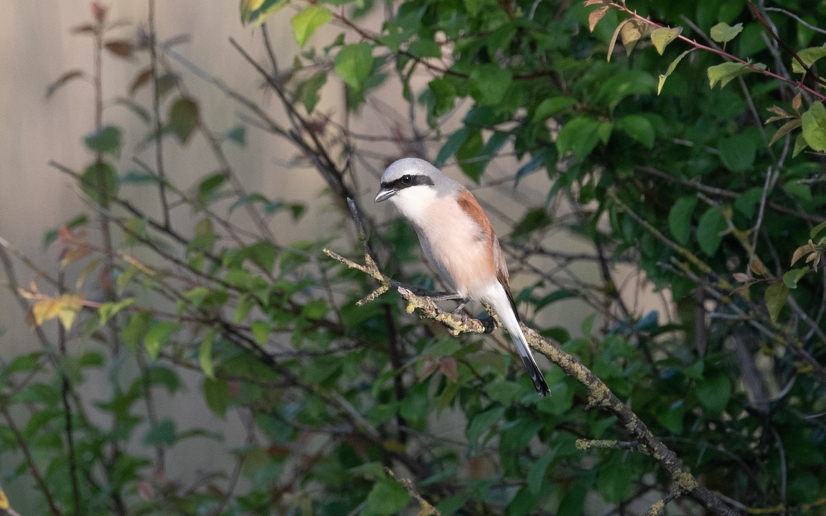 Red-backed Shrike - ML507354081