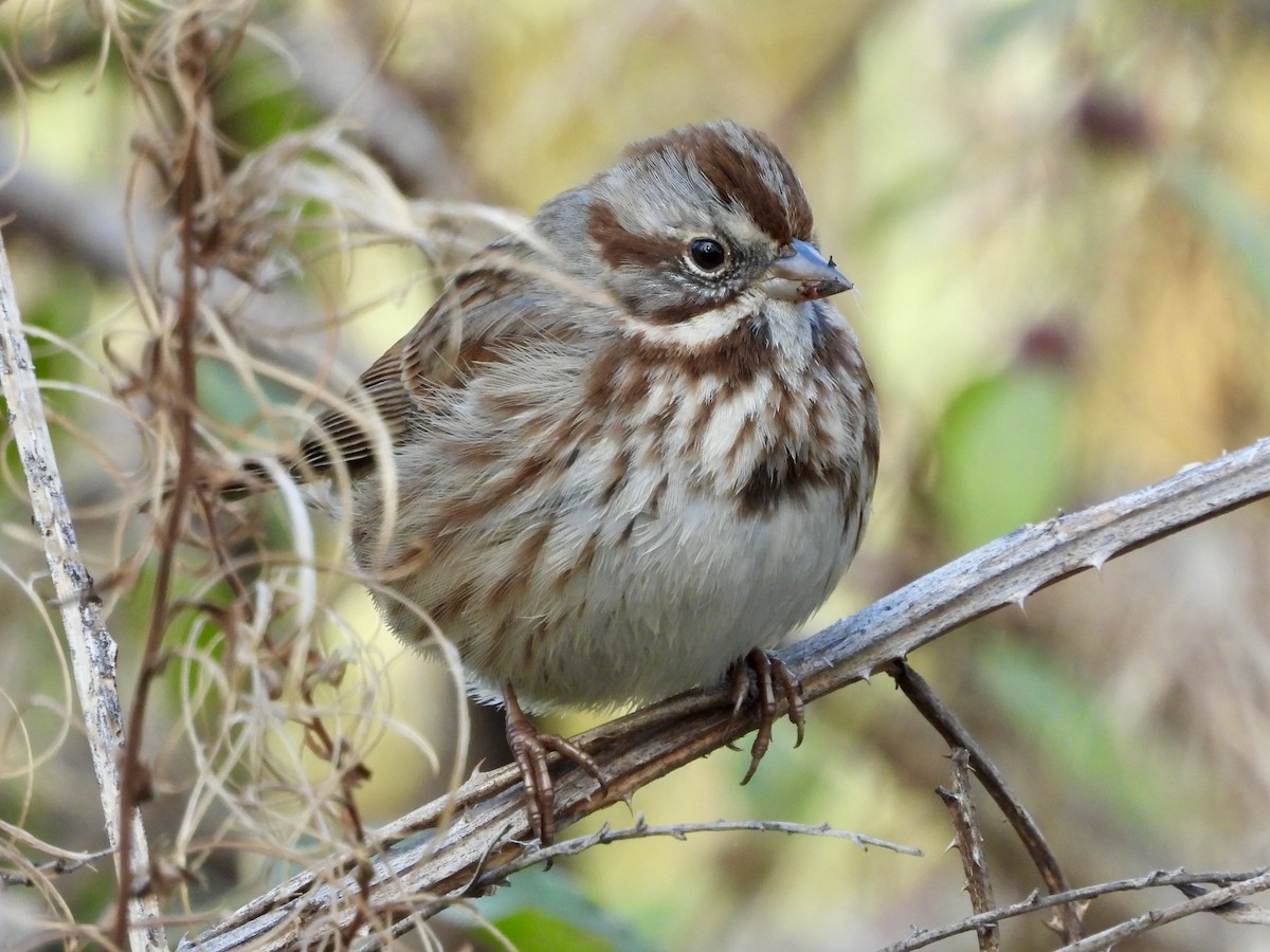 Song Sparrow - ML507355021
