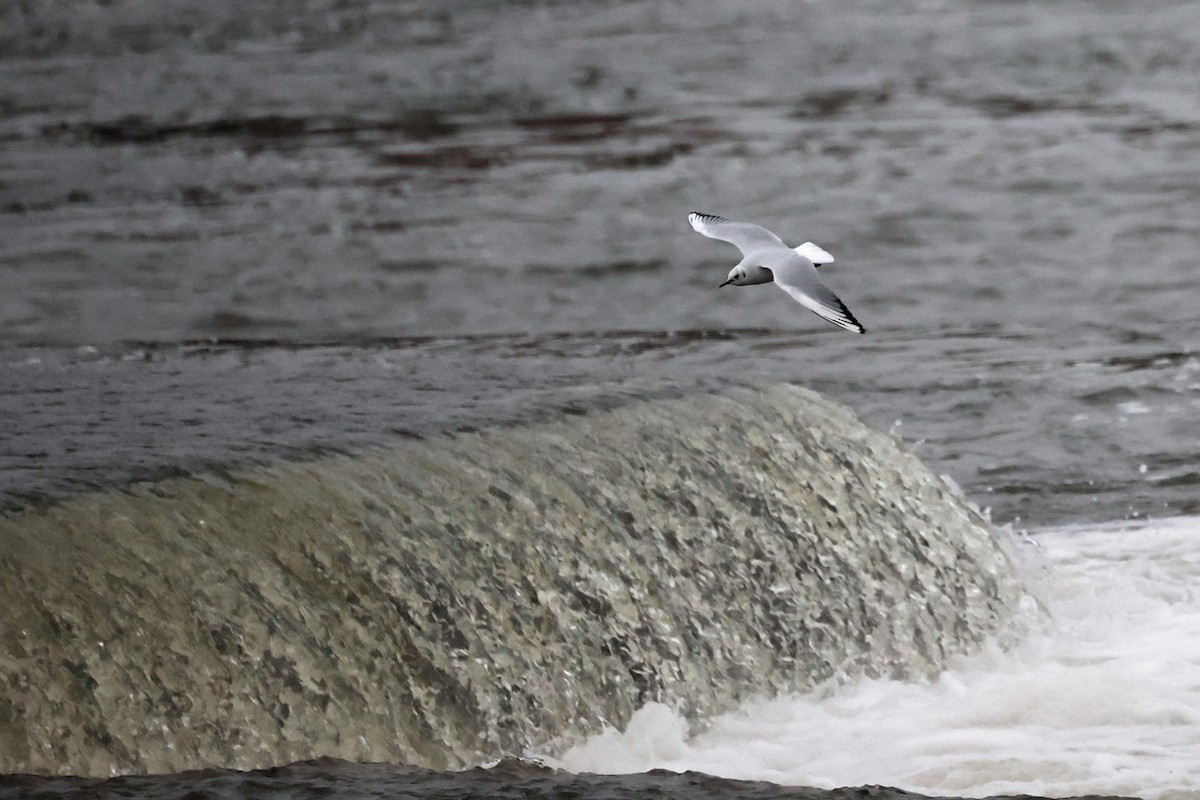 Black-headed Gull - ML507356281
