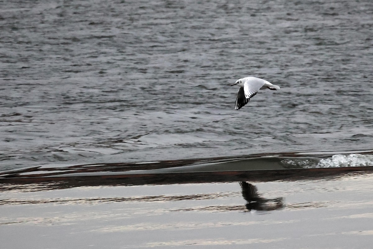 Black-headed Gull - ML507356291