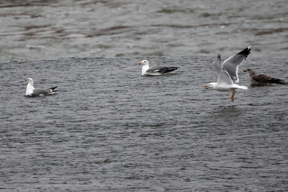 Yellow-legged Gull - ML507356331