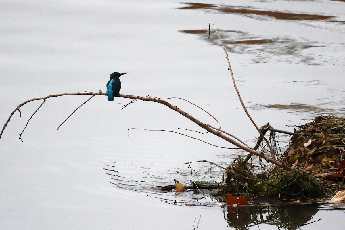 Common Kingfisher - ML507356371