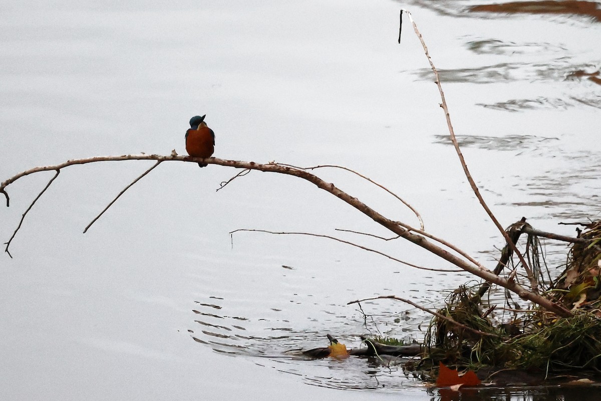 Common Kingfisher - ML507356411