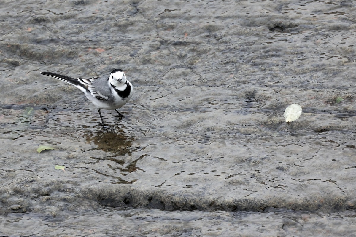 White Wagtail - ML507356451