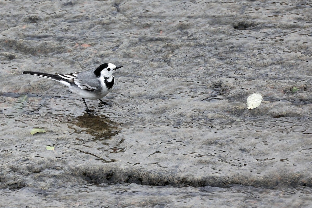 White Wagtail - ML507356461