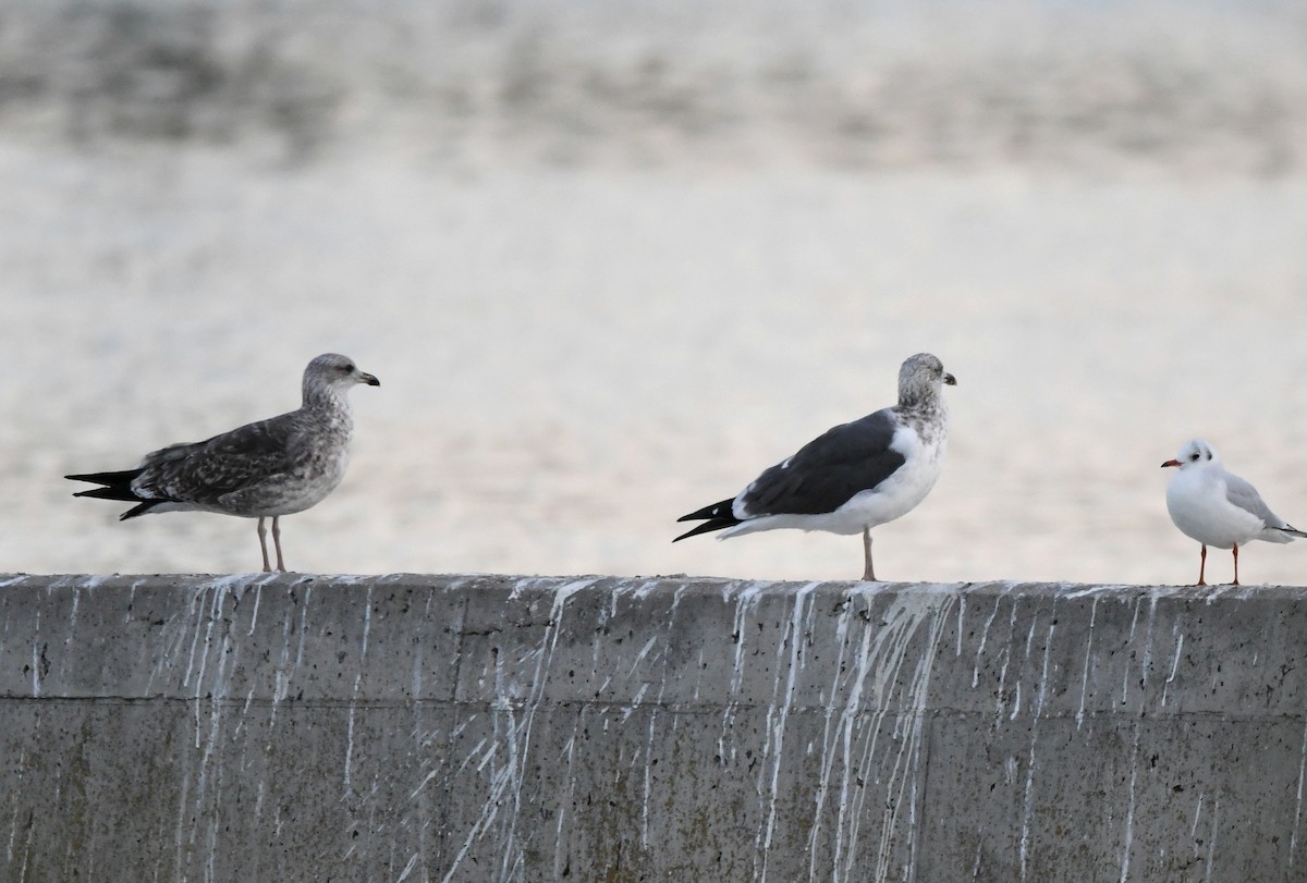 Lesser Black-backed Gull - ML507356791