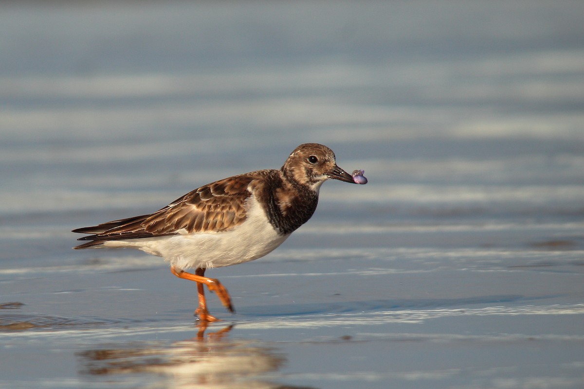 Ruddy Turnstone - ML507357001