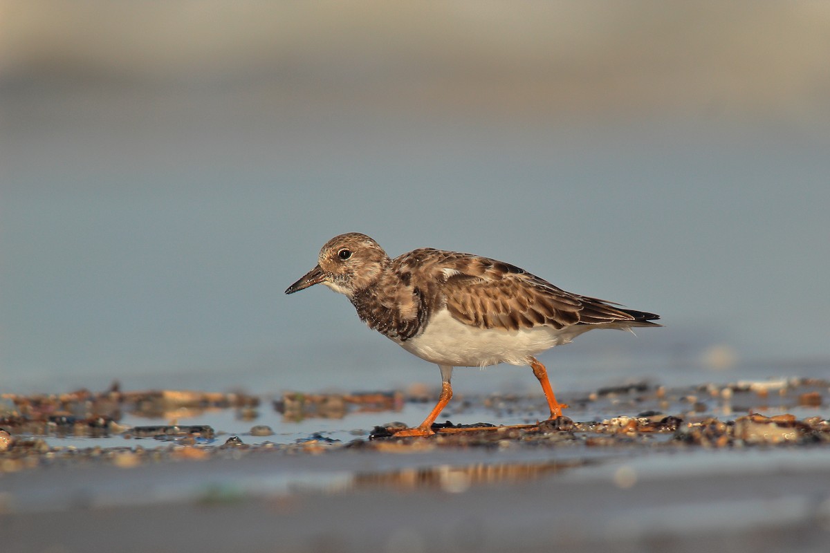 キョウジョシギ - ML507357011