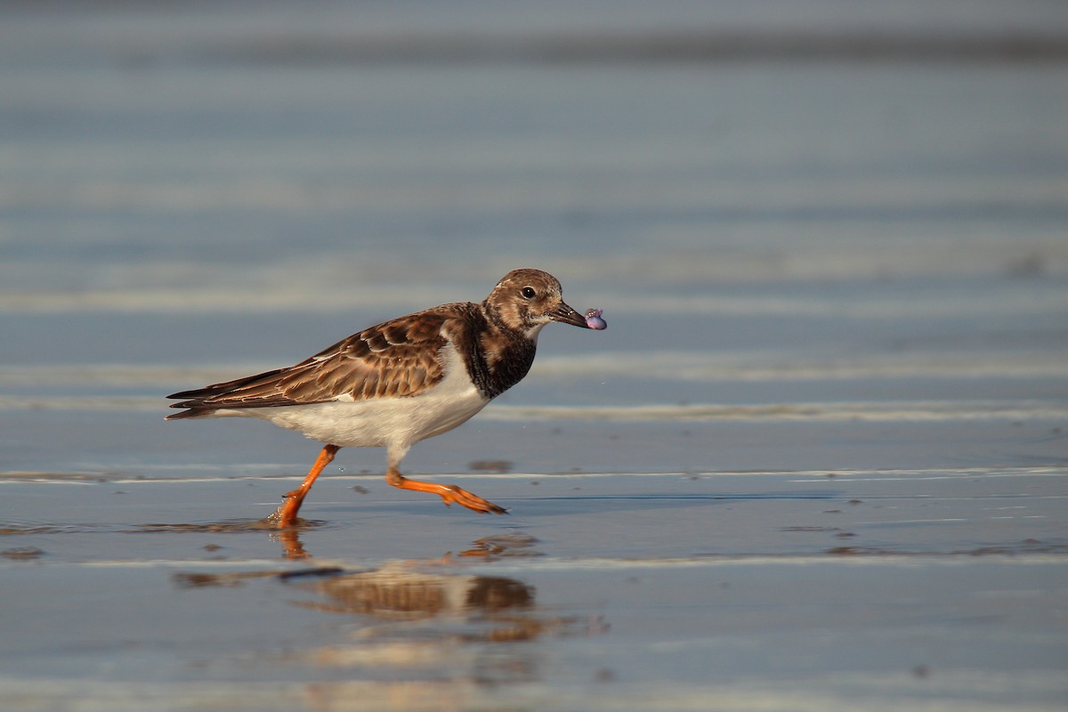 キョウジョシギ - ML507357021