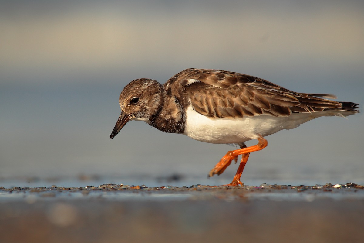 キョウジョシギ - ML507357031