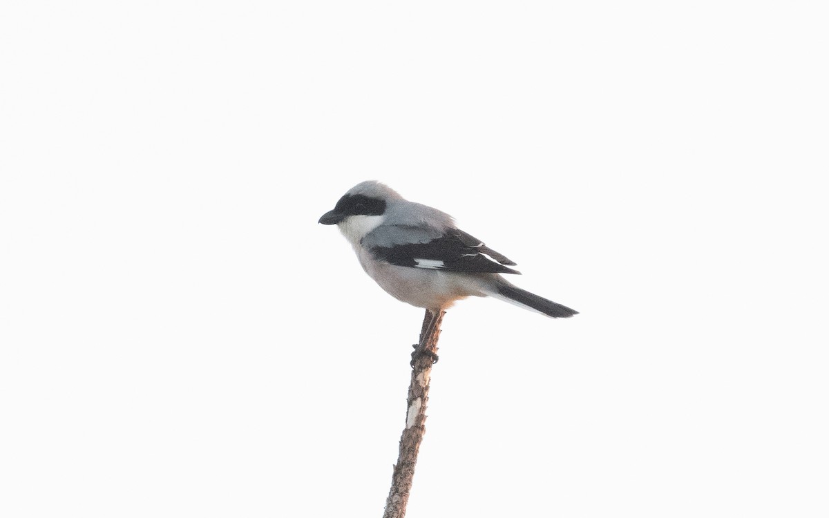 Lesser Gray Shrike - ML507357251