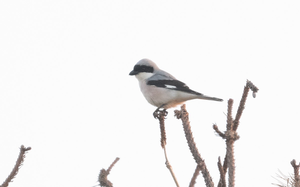 Lesser Gray Shrike - ML507357261