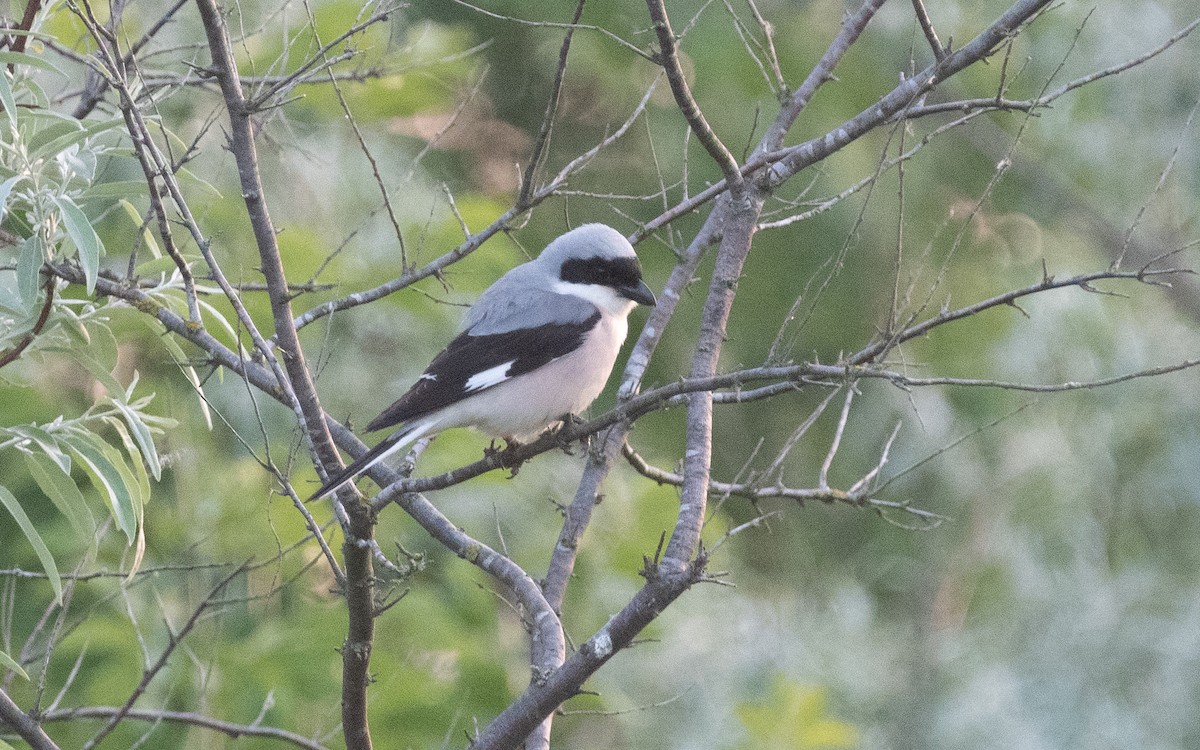 Lesser Gray Shrike - ML507357271