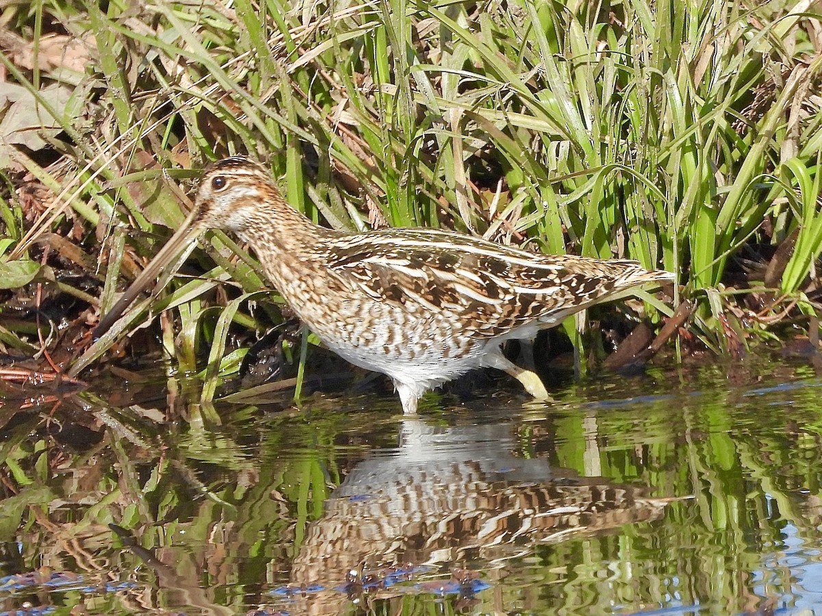 Wilson's Snipe - ML507357831