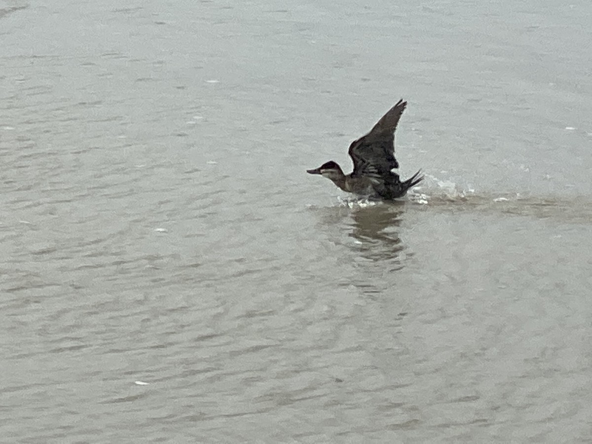 Ruddy Duck - ML507359561