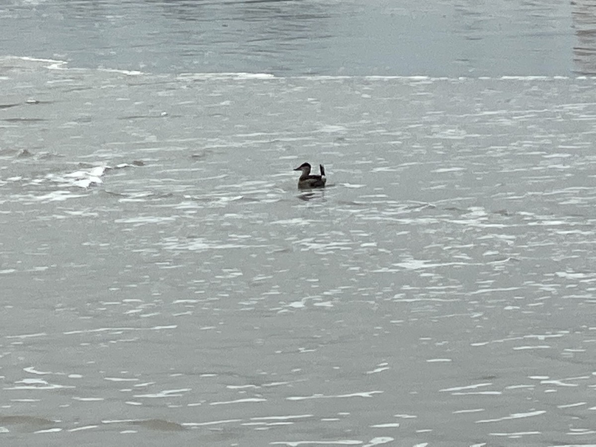 Ruddy Duck - ML507359571