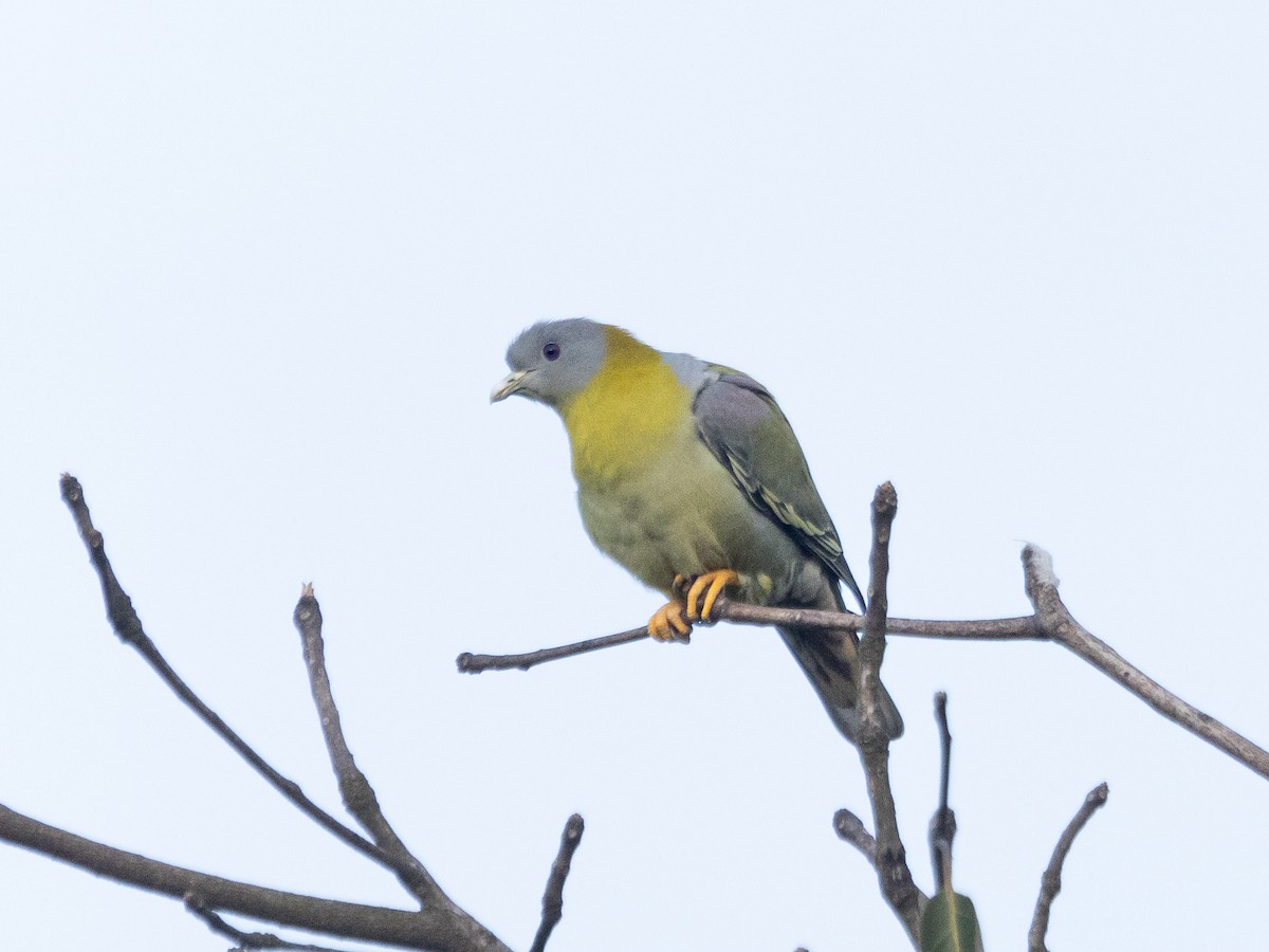 Yellow-footed Green-Pigeon - ML507362351