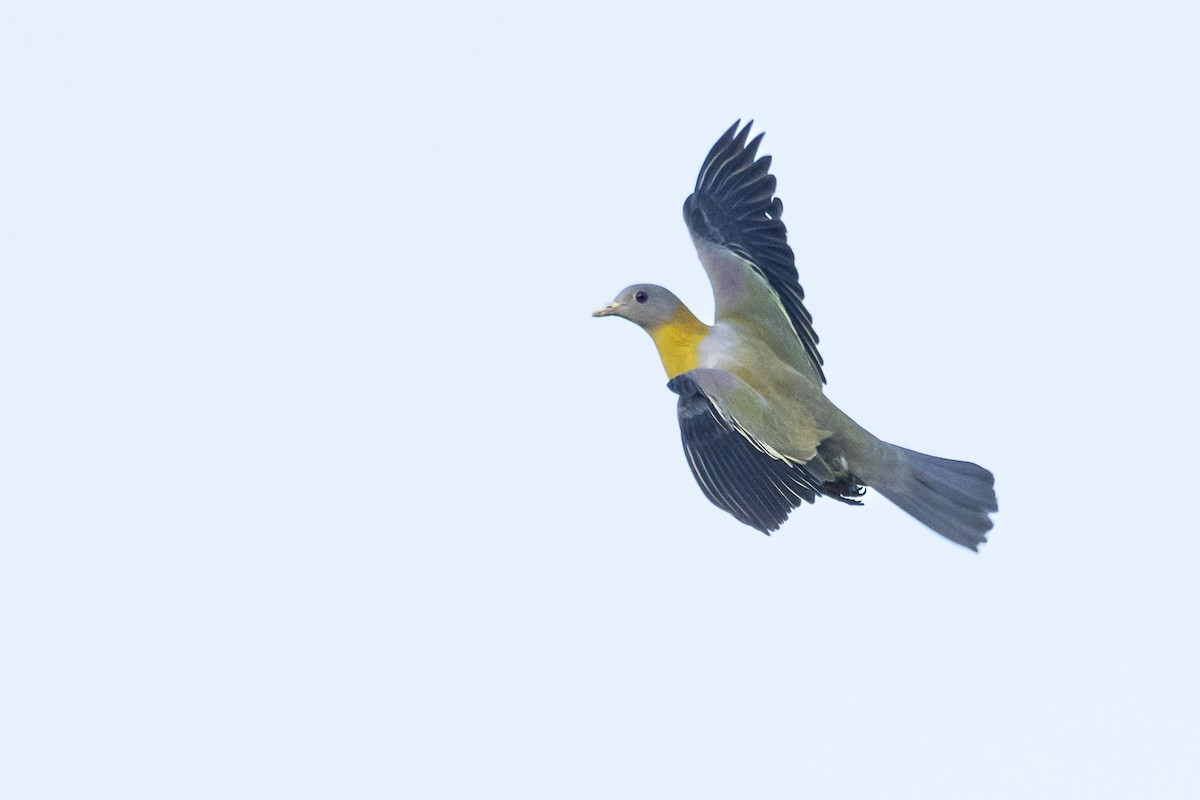 Yellow-footed Green-Pigeon - ML507362361