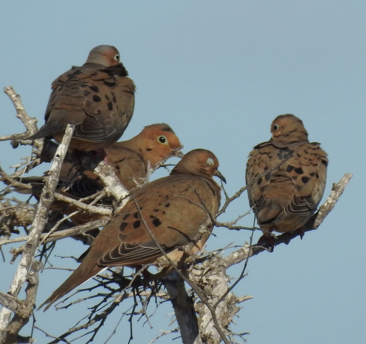 Mourning Dove - Erika Gates